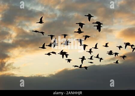 Silhouette di volo di Atlantic brent contro il cielo drammatico Foto Stock