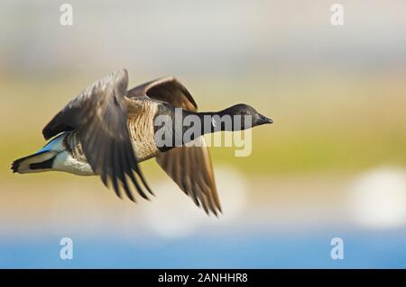 Una singola oca brent in volo ravvicinato Foto Stock