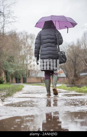 Kidderminster, Regno Unito. 17th gennaio 2019. Tempo nel Regno Unito: Senza assolutamente lasciare in su nel tempo umido, i livelli dell'acqua sono in aumento e persino i marciapiedi sono allagati costringendo i pedoni a ricorrere ai loro stivali di wellington. Una donna che tiene l'ombrello, angolo basso e vista posteriore, è visto qui isolato camminando attraverso i puddles nei suoi wellies lungo un canale alzaia nella pioggia. Il mese di gennaio si sta rivelando un inizio umido e sognante per il nuovo anno. Credito: Lee Hudson/Alamy Live News Foto Stock