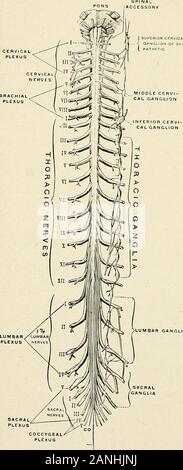 Un libro di testo di primo soccorso e di un trattamento di emergenza . fibre. TJw azione dei nervi.-Questo è di solito molto compli-cato anche per la semplice azione volontaria. Per il pur-posa di descrizione i nervi può essere paragonato a electricwires e il cervello per la batteria. Un nervo impulseoriginated nella parte periferica che termina di un nervo sensoriale istransmitted al cervello, dove si è trasformato in un motore rilE SYSTliM nervoso 55 impulso, e questo impulso del motore viene trasmesso ad un musclewhich contratti, risultante in movimento. Se ad esempio i. GANCLfA lombare Fig. 22.-il midollo spinale che mostra le radici nervose. (Ger Foto Stock