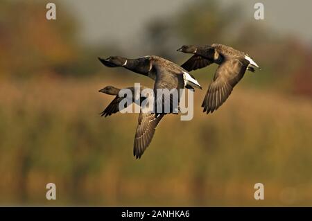 Brent Atlantico. Branta Bernicla Hrota. Jamaica Bay, Gateway Nra. Un trio di brent Atlantico in volo sulla palude di sale durante la migrazione autunnale. Foto Stock