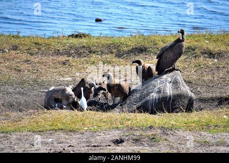 Un gruppo di alimentazione di avvoltoi su una carcassa di elefante in Chobe National Park, Botswana Foto Stock