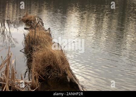 Albero morto marcio caduto nell'acqua e coperto in piante Foto Stock