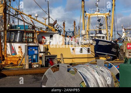 Brixham è una piccola cittadina di pescatori e parrocchia civile nel distretto di Torbay nella contea del Devon, nel sud-ovest dell'Inghilterra. La flotta da pesca, Foto Stock