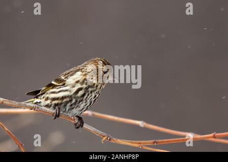 Un pino lucherino, Spinus pinus, nella neve Foto Stock