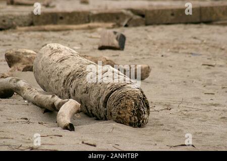 Parti di albero morto lavate via sulla riva del lago Erie a Cleveland, OH, Stati Uniti Foto Stock