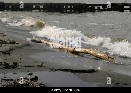 Parti di albero morto lavate via sulla riva del lago Erie a Cleveland, OH, Stati Uniti Foto Stock