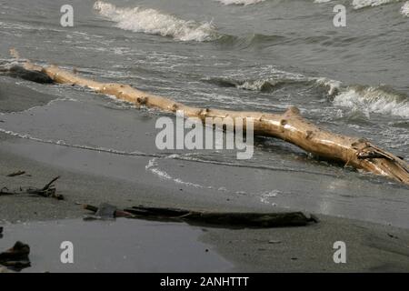 Parti di albero morto lavate via sulla riva del lago Erie a Cleveland, OH, Stati Uniti Foto Stock