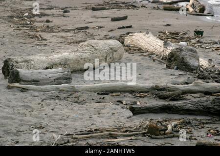 Parti di albero morto lavate via sulla riva del lago Erie a Cleveland, OH, Stati Uniti Foto Stock