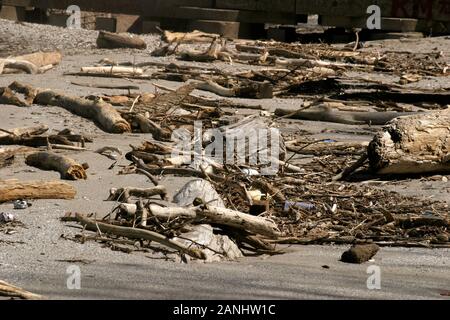 Parti di albero morto lavate via sulla riva del lago Erie a Cleveland, OH, Stati Uniti Foto Stock