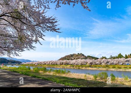 Fiume Hinokinai riverbank in primavera la fioritura dei ciliegi stagione giornata di sole. I visitatori godere la bellezza pieno fiore rosa sakura tree flower. Kakunodate Città Foto Stock