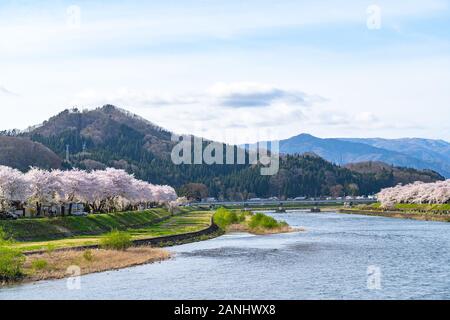 Fiume Hinokinai riverbank in primavera la fioritura dei ciliegi stagione giornata di sole. I visitatori godere la bellezza pieno fiore rosa sakura tree flower. Kakunodate Città Foto Stock
