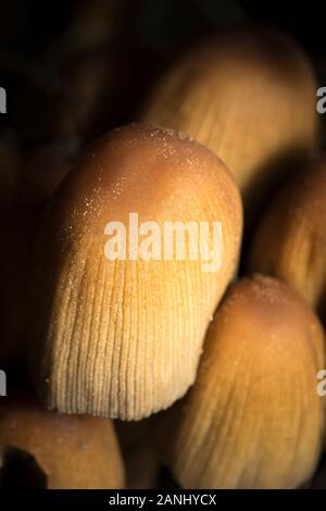 Ritratto close up, naturale selvatica luccicante Mica Inkcap fungo (Coprinellus micaceus, Coprinus) crescere all'aperto nel buio, umido e bosco del Regno Unito del sottobosco. Foto Stock