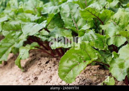 Barbabietole rosse crescono nel terreno. Coltivazione di barbabietole con belle foglie verdi su un orto. L'agro-industria. Giovani bietole cominciò a crescere nel terreno. Foto Stock