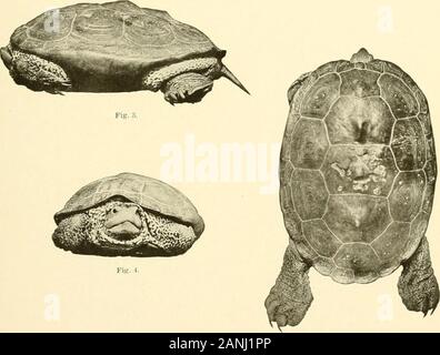 Bollettino dell'Ufficio di presidenza di pesca . Fig. J.. Fig. :&Gt;. MALACLEMMYS LITTORALIS, femmina.Figg, l-l- Un singolo 7 pollici di lunghezza, da Rockport, Tex. Fig. :, Una leggermente più piccola di singoli. Boll. U. S. B. F. 1904. Piastra IX. Foto Stock