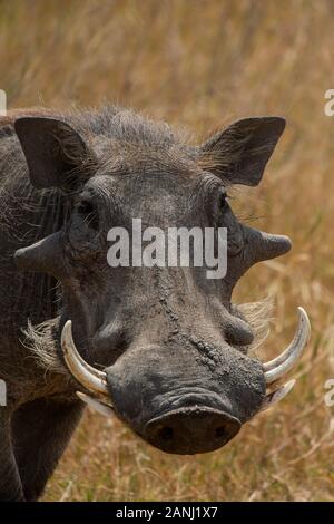 Warthog, Phacocerus Africanus, Suidae, Ngorongoro Conservation Area, Tanzania, Africa Foto Stock