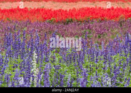 Farinoso salvia (Salvia farinacea "Victoria"), Aka mealycup salvia, intensa viola-blu di fiori, in una fitta stand, mare di fiori, Xinshe, Taichung, Taiwan Foto Stock