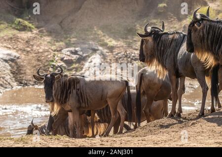 Attraversando il Mara Rive, blu GNU, Connochaetes taurinis, Bovidae, il Masai Mara riserva nazionale, Kenya, Africa Foto Stock