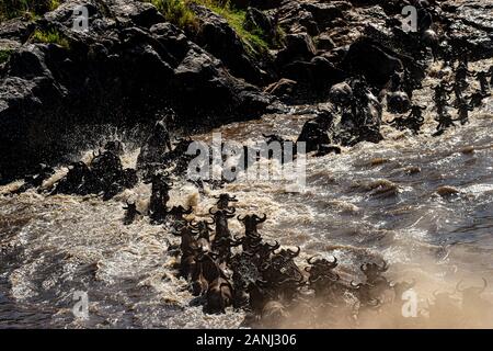 Attraversando il Mara Rive, blu GNU, Connochaetes taurinis, Bovidae, il Masai Mara riserva nazionale, Kenya, Africa Foto Stock