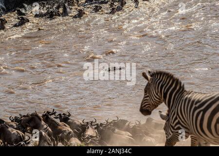 Fiume di Mara crossing, zebra comune , Equus quagga, equidi, il Masai Mara riserva nazionale, Kenya, Africa Foto Stock