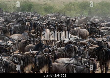 Attraversando il Mara Rive, blu GNU, Connochaetes taurinis, Bovidae, il Masai Mara riserva nazionale, Kenya, Africa Foto Stock