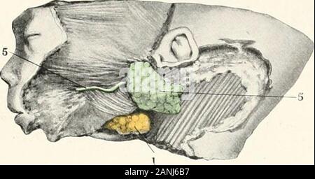 Contributi alla anatomia e sviluppo delle ghiandole salivari nel mammalia . Fig.. Fig. 2. 5 - 18 Foto Stock