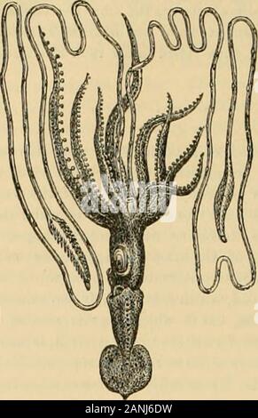 Il regno animale : disposti dopo la sua organizzazione, formando una storia naturale di animali, e un'introduzione alla anatomia comparata . otto-armati, MOLLUSCA.. e il Decapoda, o dieci-armati seppie. La tribù Octopod consiste di due famiglie Testacea e nuda ;all'ex appartiene al genere Argonauia, con (forse) il genere fossile BeUeroplion ; a quest'ultimo il genusOctopus, rappresentata nella figura precedente (2) come spunto sullato shore con la sua bocca verso il basso. La tribù Decapod, whichincludes la maggiore proporzione di cefalopodi esistenti, è di-fornito in quattro famiglie ;- Foto Stock