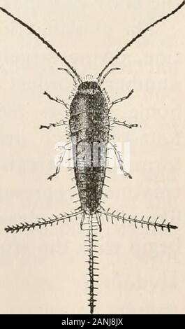 Zöology; un libro di testo per scuole e università . FIG. 80. Un springtail(Entomobrya); greatlymagnified. Ordine Collembola piccole, wingless insetti terrestri,senza metamorfosi. La un-tennae sono ben sviluppate, ma havefew giunti. Una appendice a forcella (fur-cula) sotto l'addome consente l'Dbollettino 67, u. s. msect al salto - in un gruppo questo è il Museo Nazionale assente. Il corpo è sometimesclothed con scale. Questi smallcreatures, noto come springtails, può essere trovato sotto le rocce. Un tipo si verifica sulla neve in inverno. Ordine Thysanura Wingless insetti terrestri antenne withslender un Foto Stock