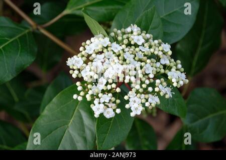Testa piatta di piccoli fiori bianchi di Viburnum tinus "Israele" nel tardo inverno Foto Stock
