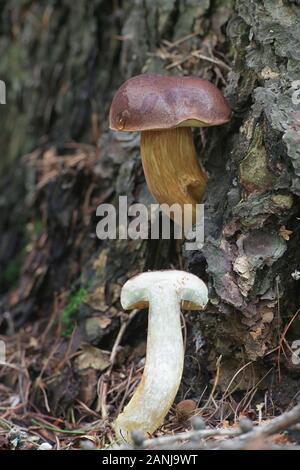 Imleria badia, noto come il bay bolete di funghi selvatici dalla Finlandia Foto Stock