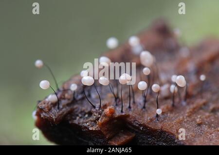 Comatricha nigra, plasmodial slime stampo, sporangia su legno in Finlandia Foto Stock