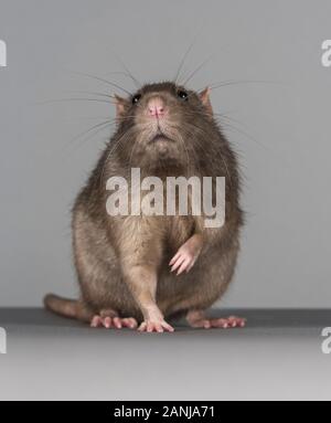 PET Rat, Regno Unito. Foto Stock