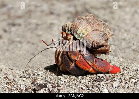 Caraibi Granchio eremita variabilis clypeatus Foto Stock