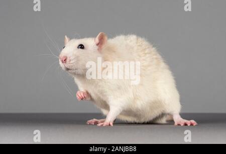 Ratto di fantasia (ratto di animale domestico), Regno Unito. Foto Stock