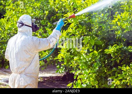 Weed insetticida fumigazione. Organici di agricoltura ecologica. Spray insetticidi, pesticidi sulla frutta limone in crescente piantagioni agricole, Spagna. Uomo Foto Stock