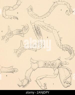 Harriman Alaska serie . PYCNOGONIDA HELIOTYPE CO., Boston. Piastra XIX. Ammothea pribilofensis sp. nov. FIG. I. palp sinistra (lotto 2a). x 20. 2. Processo laterale e primo coxal giunto della prima gamba sinistra del maschio (lotto 2); vista dorsale. 3. Sinistra cheliforus del provino immaturi (Lotto 2-1); vista dorsale. X 20. 4. Prima gamba destra del maschio (lotto 2a). X IO. 5. Tacco della stessa, x 20. 6. Secondo coxal giunto della terza gamba destra del maschio^(lotto 2a). X IO. 7. A sinistra di oviger maschio (lotto 2a). X 20. 8. Oviger della femmina (lotto 2b). x 20. H. A. E. VOL. Piastra X XIX Foto Stock