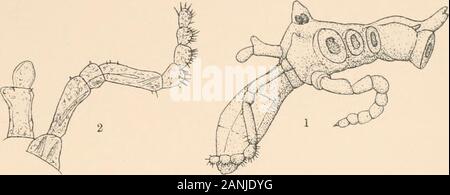 Harriman Alaska serie . PYCNOGONIDA HELIOTYPE CO., Boston. Piastra XVIII. Ammothca gracilipes sp. nov. FIG. I. femmina dal lato sinistro (lotto 9). X 27. 2. Diritto cheliforus e palp di femmina (Lotto ga). X 43. 3. Diritto oviger della femmina (Lotto ga). X 43. 4. Sinistra oviger maschi del lotto (GB). X 43. 5. La seconda gamba destra del maschio (lotto 90). X 33- 6. Processo laterale e coxal giunti della terza gamba destra del maschio molto (GB). X 33" Ammothea pribilofensis sp. nov. 7. Da maschio lato destro (lotto 2). X II. 8. A sinistra di cheliforus maschio (lotto 2a). X 20. (314) H. A. E. VOL. Piastra X XVIII. Foto Stock