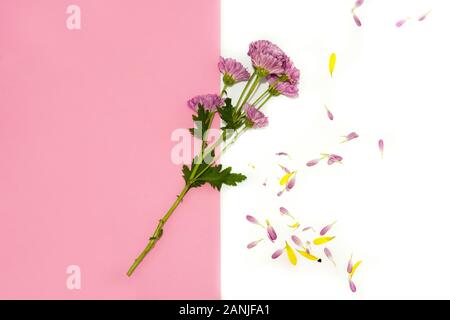 Crisantemo viola e petali di fiori sul rosa e sfondo bianco Foto Stock