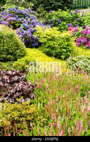 Hydrangeas A Keswick Park, Lake District Foto Stock