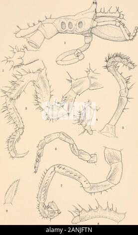 Harriman Alaska serie . PYCNOGONIDA HELIOTYPE CO., Boston. Piastra XVI. Ammothea latifrons sp. nov. FIG. I. maschio dal lato destro (Lotto i). X 20. 2. Processo laterale e primo coxal giunto della terza gamba sinistra del maschio (Partita l); visto dal lato dorsale. X 20. 3. La seconda gamba destra del maschio (Lotto ib). X 20. 4. Secondo coxal giunto della terza gamba destra del maschio (Lotto ib). X 20. 5. Palp di femmina molto (la). X 33- 6. Oviger di femmina molto (la). X 33. 7. Oviger di maschio (Lotto ic). X 33- 8. Cheliforus di femmina molto (la). X 33- 9. La colonna vertebrale Denticulate da oviger di maschio (lotto 4b). X 247. (310) H. A. E. VOL. Piastra X XVI. PYCNOGON Foto Stock