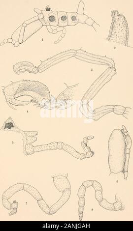 Harriman Alaska serie . PYCNOGONIDA HELIOTYPE CO.. BOSTON. Piastra XV. Marginatus Lecythorhynchus sp. nov. FIG. I. femmina dal lato sinistro (lotto 18). X 20. 2. Il segmento caudale visto dal lato sinistro; maschio (lotto 20). X 53- 3. Terza gamba destra del maschio (lotto 20). X 20. 4. Piede dello stesso. X 43- 5. Occhio, tubercolo chelifori e palp destro del maschio (lotto 20); visto dal lato. X33- 6. Proboscide e palp destro visto da sopra. X 25. 7. A sinistra di oviger maschio (lotto 20). X 33- 8. Diritto oviger della femmina (lotto 20). X 33- (308) H. A. E. VOL. Piastra X XV. PYCNOGONIDA HELIOTYPE CO., Boston. Piastra XVI. Ammothea latifrons sp. nov. Foto Stock