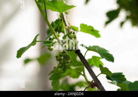 Acerbi verde bacche Ribes nero e foglie verdi nella boccola in primavera Foto Stock