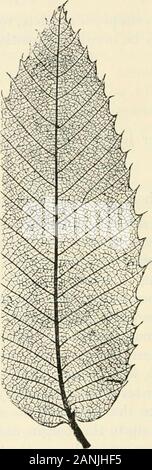 Alberi; un manuale di foresta-botanica per i boschi e il laboratorio . flet e thisgives off secondari a destra e a sinistra in ordine pinnate.Questi sono diritti, o quasi, ed eseguire direttamente a themargin e alla fine vi sia senza ramificazione o forcella puttingforth-come rami tutti di quale estremità direct in themargin ; o possono nuovamente la forcella e le forche fine ci.In quei casi in cui i secondari eseguire semplicemente towardsor vicino al margine, con nessun segnato il parallelismo o straight-ness naturalmente il termine pinnate, semplicemente, può essere applicato ;ma nei casi in cui il corso di secondaries è stiffand Foto Stock