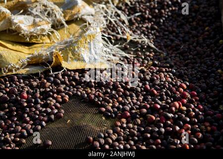 Ciliegie di caffè di essiccazione al sole Foto Stock