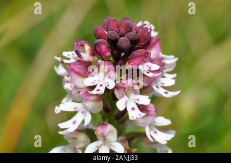 Bruciò Orchid 'Neotinea ustulata' trovato su antiche, corto, prati calcarei.Inizio modulo,fiori da maggio a giugno. Wiltshire, Regno Unito. Foto Stock