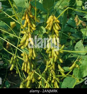 Verde, coppia soia (Glycine max) baccello su piante con foglie verdi, Louisiana, Stati Uniti d'America, Ottobre Foto Stock