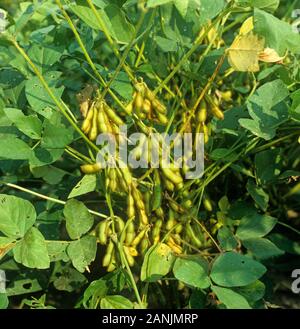 Verde, coppia soia (Glycine max) baccello su piante con foglie verdi, Louisiana, Stati Uniti d'America, Ottobre Foto Stock