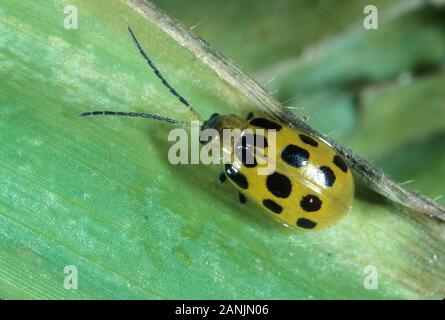 Southern spotted cetriolo scarabeo o il southern corn rootworm (Diabrotica undecimpunctata) adulto Foto Stock