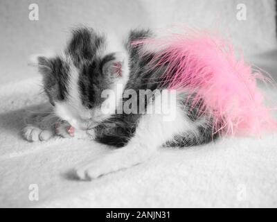 Un grazioso piccolo gattino dorme su un tappeto bianco su sun. Carino sleeping kitty Foto Stock