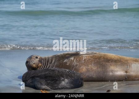 Femmina elefante meridionale di tenuta (Mirounga leonina) con un nata recentemente pup giacente su una spiaggia a Sea Lion Island nelle isole Falkland. Foto Stock